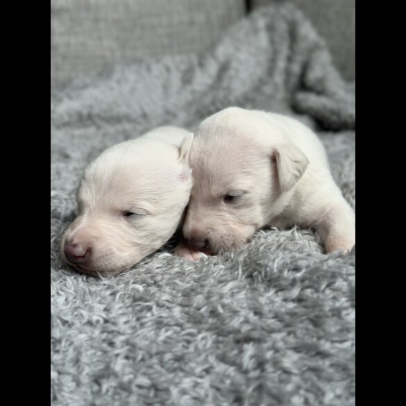 Whippet - Both