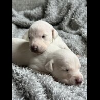 Whippet - Both