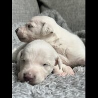 Whippet - Both