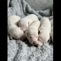 Whippet - Both