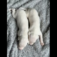 Whippet - Both