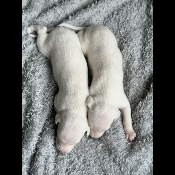 Whippet - Both