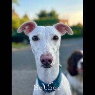 Whippet - Both