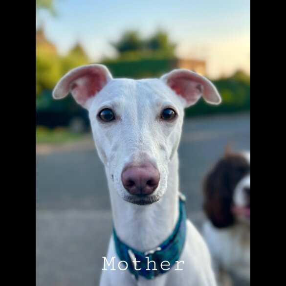 Whippet - Both
