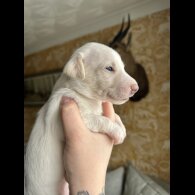 Whippet - Both