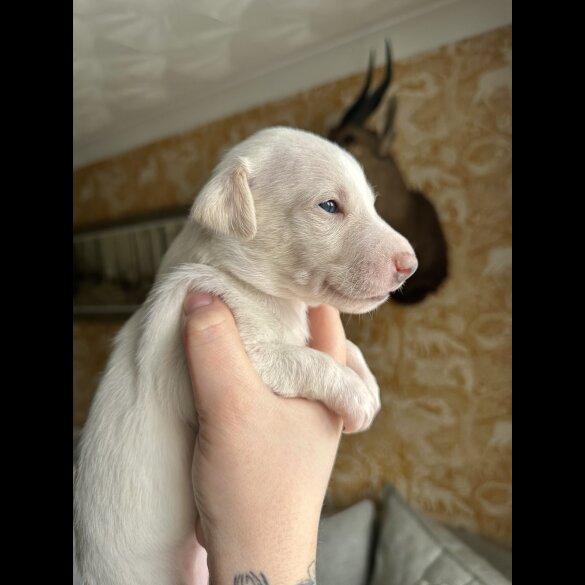 Whippet - Both