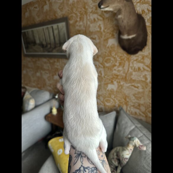 Whippet - Both
