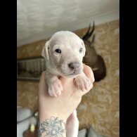 Whippet - Both