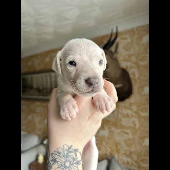 Whippet - Both