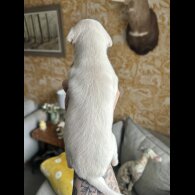 Whippet - Both