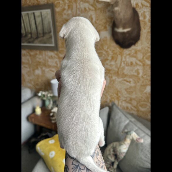 Whippet - Both