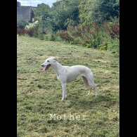 Whippet - Both
