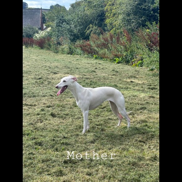 Whippet - Both