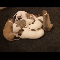 Whippet - Both