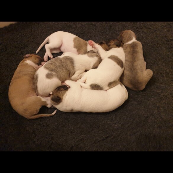 Whippet - Both