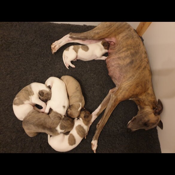 Whippet - Both