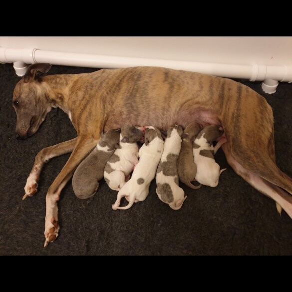 Whippet - Both
