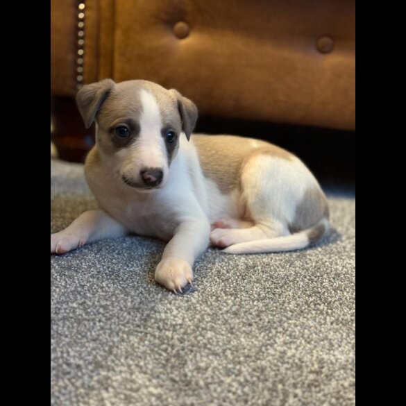 Whippet - Dogs