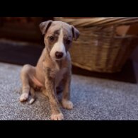 Whippet - Dogs