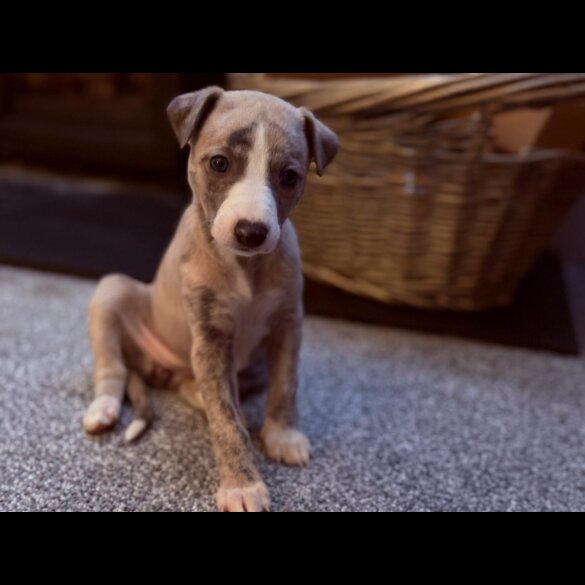 Whippet - Dogs