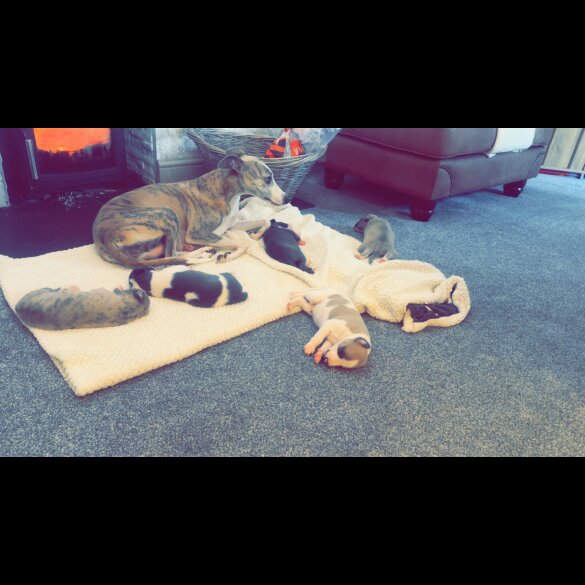Whippet - Dogs