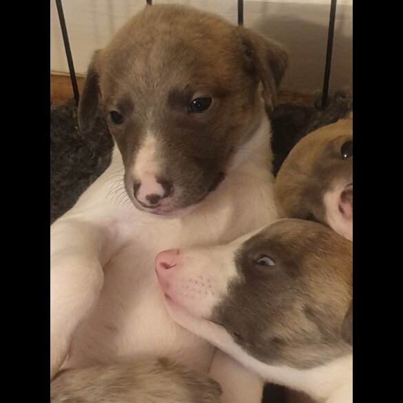 Whippet - Both