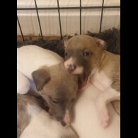 Whippet - Both