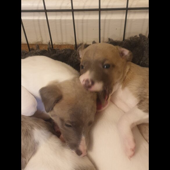 Whippet - Both