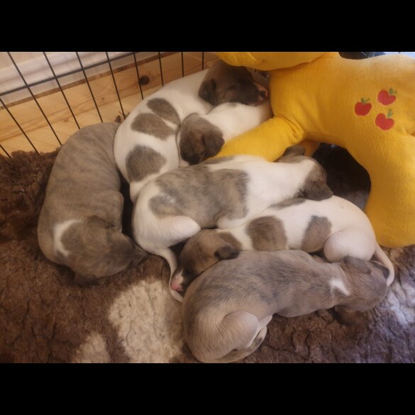 Whippet - Both