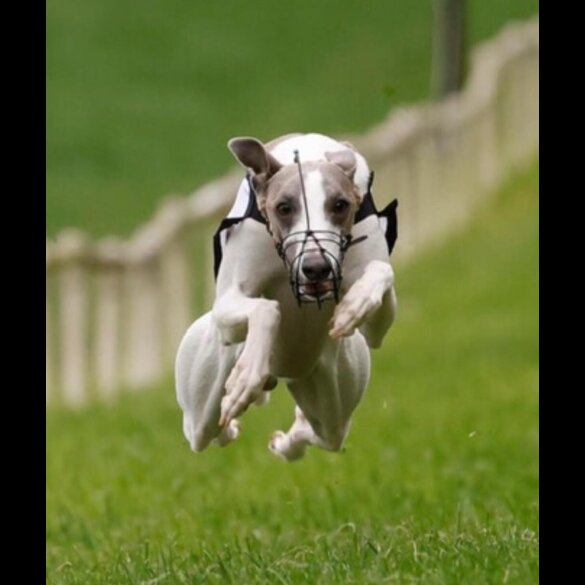 Whippet - Both