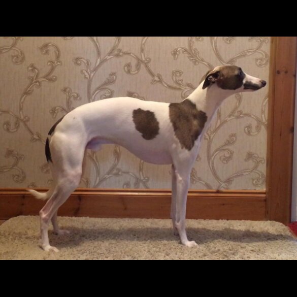 Whippet - Both