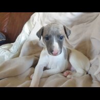 Whippet - Both