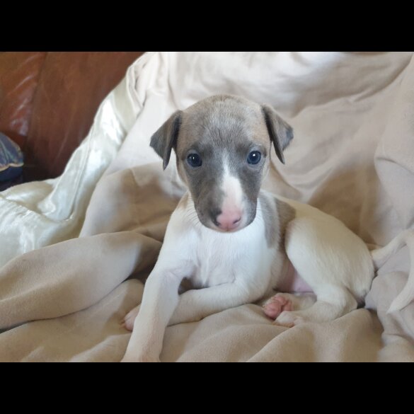 Whippet - Both