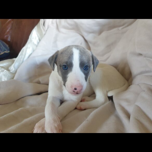 Whippet - Both