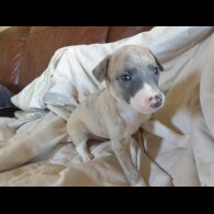 Whippet - Both