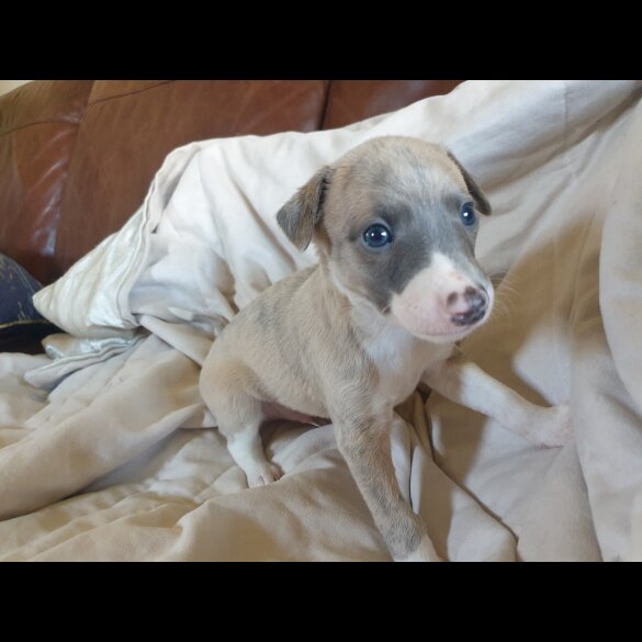 Whippet - Both