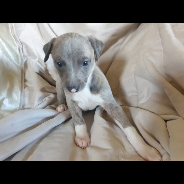 Whippet - Both