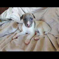 Whippet - Both
