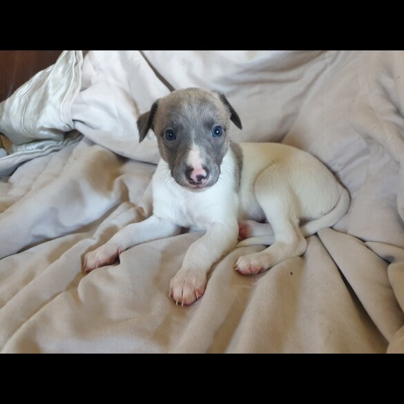 Whippet - Both