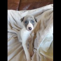 Whippet - Both