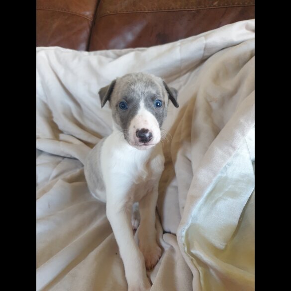 Whippet - Both