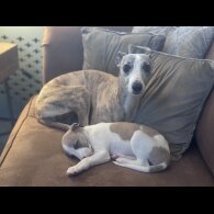 Whippet - Dogs