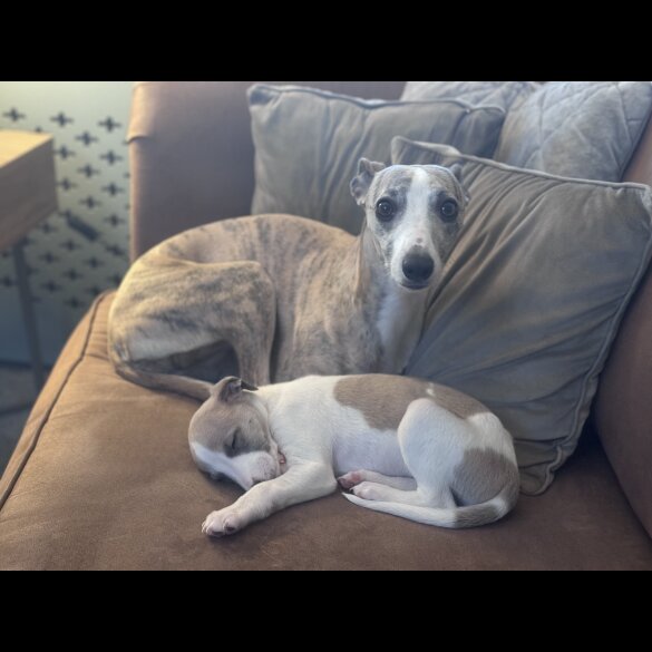 Whippet - Dogs