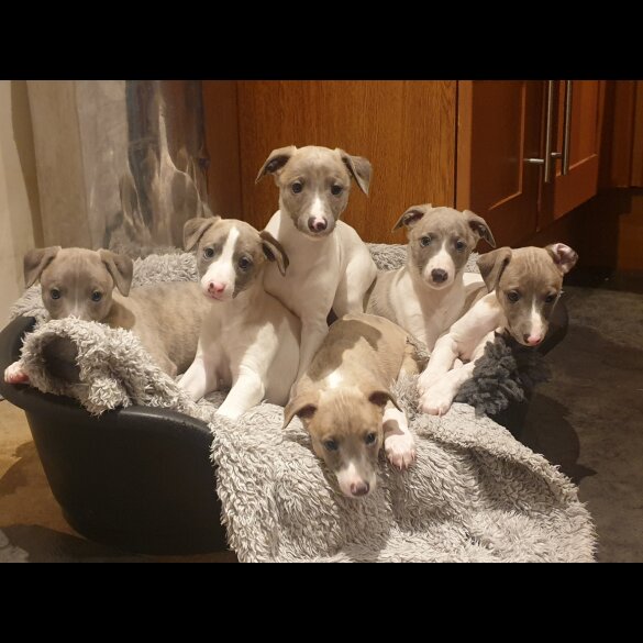 Whippet - Both