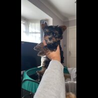 Yorkshire Terrier - Both