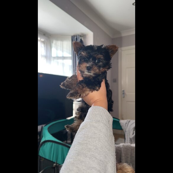 Yorkshire Terrier - Both