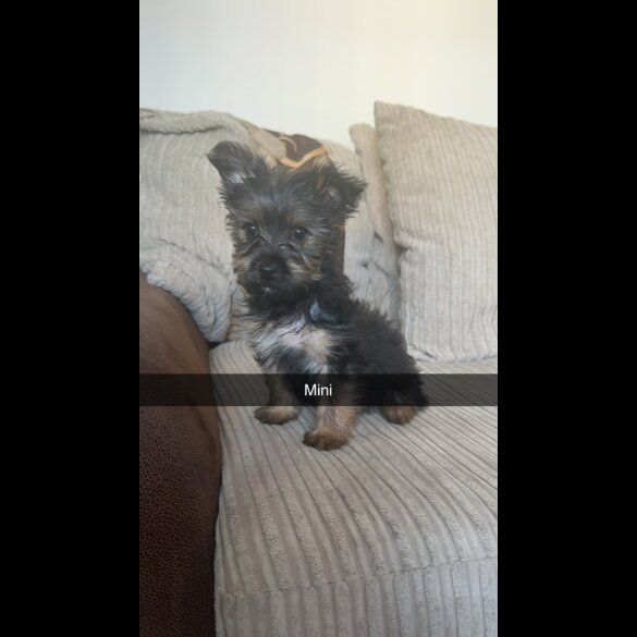 Yorkshire Terrier - Both