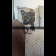 Yorkshire Terrier - Both