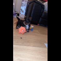 Yorkshire Terrier - Both