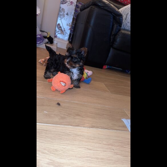Yorkshire Terrier - Both